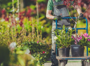 Garden Projects to Tackle In Early Spring