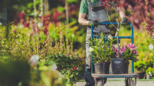 Garden Projects to Tackle In Early Spring