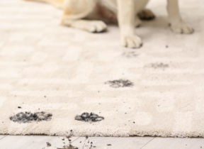 Pet Gates: Our Top Choices to Stop Dirty Paws Reaching Your Furniture